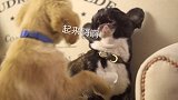 一味 | 给超爱肉的汪星人们，做一道狗狗猪肉铺