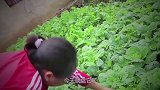 胖妹看着满院的菜，犯愁吃啥解决午饭，大洋带回家啥好东西