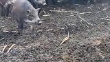 见识一下，什么叫真正的野猪，看到这样子也不好惹