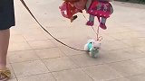 狗狗太轻了，被气球带飞了，真是太搞笑了