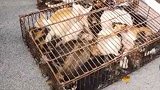 拦截运猫车 700只猫被运往外地当食材