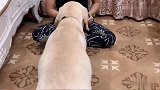 主人的鞋穿坏了，拉布拉多赶紧去拿东西帮他修鞋，笑出八块腹肌