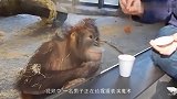 黑猩猩被围殴，同伴抄起棍子上去就是干，一手少林棍法出神入化