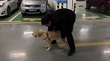 顺拐狗子如何拯救