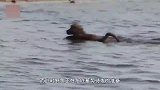 狒狒群河边喝水，突然一只鳄鱼暴起咬住小狒狒，下一秒意外发生了