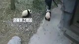 熊猫：五名饲养员竟斗不过两只半岁熊猫宝宝