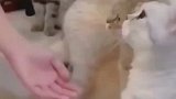 小猫主动出击希望领养人选它走