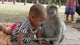 猴子把小孩当做自己的亲生孩子，寸步不离，网友表示比亲妈还靠谱