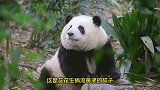 大熊猫花花：希望花宝叽健康长大