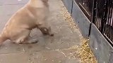 金毛跳进猪圈和小猪仔玩耍，谁知道狗狗心里在想什么呢