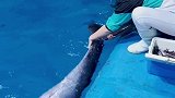 抖到蓬莱八仙过海 小海豚 体检啦