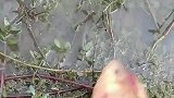 这是哪位好人给送的鱼，直接给丢在水上