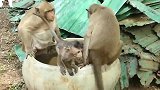 猴子：反复试探，终于忍不住跳进去游一会儿
