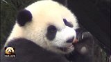 熊猫宝宝圆仔手拿苹果细细品味，乖萌模样可爱得不像话
