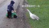 大鹅为了小主人，勇敢与大狗争斗，勇气可嘉啊！