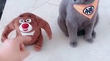 专治各种失眠猫 训猫日常