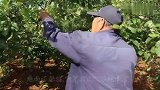 烟台农村：上周雨多，不少果园还没疏完果，晴天后果农就忙了起来