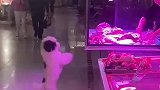 狗狗在肉摊前作揖要肉吃，老板真切了一块扔给它