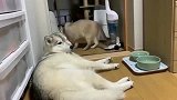 二哈睡觉地方挡了过道，猫咪过去就是两巴掌，哈士奇：发生了什么