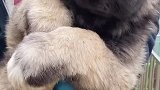 长大了那么凶的狗子小时候怎么这么可爱！