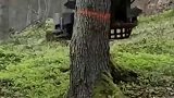 有了这样的机器之后，光头强都要失业了，伐木的速度是真快