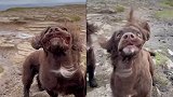 英国威尔士三只狗山顶散步时遇强风 脸被风吹到“变形”