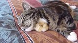 小鸡把猫咪当成妈妈之后