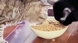 狸花猫, 这样吃饭才是有灵魂的