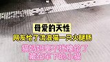 网友给了流浪猫一只火腿肠,猫妈妈将火腿肠给了小猫