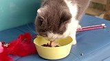 流浪的猫咪姐妹被领养后再次回访，看看这两只猫咪在新家过得如何