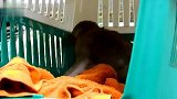 猴子扛过来你就赢了