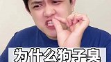 为什么家里狗子臭？有没有解决办法