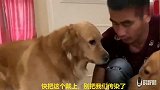 主人咳嗽，金毛给主人拿口罩，被主人拒绝，金毛教训主人，逗