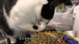 猫咪第一次照镜子，竟对着镜子做起招财猫的动作，太搞笑了