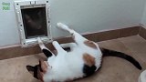 好会玩的猫咪啊，看着调皮的样子，真的是喜欢呢！