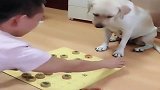 最有才的拉布拉多，跟主人玩起了象棋，看完不许笑！