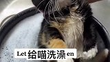 给流浪喵洗澡澡️
