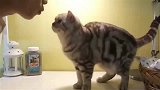 橘猫：快放开我，你嘴真臭！