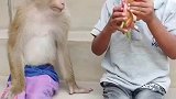 猴子和萌娃一起吃火龙果