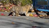 一只刚学会走路的小老虎，跟在饲养员脚前，这货和猫咪有区别吗