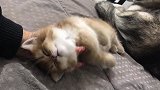 发现一只熟睡的猫咪，随便主人摸的样子太萌了！