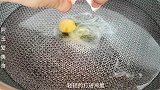 分享荷包蛋的三种做法，简单方便，个个圆润不散黄，学习了