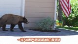 大棕熊气势汹汹敲主人家窗户，不料被一个饼子收买，请憋住别笑