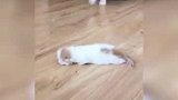 猫妈妈不要了不要了