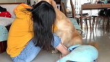 金毛：女主人咋了，我也没惹她啊，安慰你一下来个爱的抱抱！