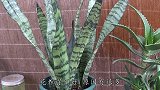 芦荟和虎皮兰总是长不好？原因太“奇葩”了