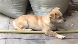 二哈：刚刚是你学我叫的吗