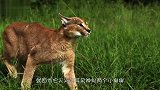 猫界“天山童姥”，直立跳跃可达3米高，所到之处鸟飞绝！