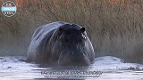 饥饿的鬣狗单挑河马，河马一动不动，这是什么原因？