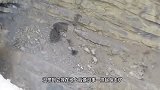 雪豹宝宝第一次见游客，像小兔子一样跳出来，在场人萌翻了